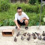 两小时猎杀12只斑鸠，3人为野味付出法律代价
