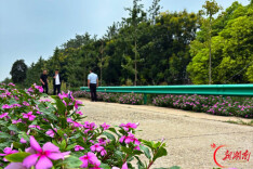 北洲子镇向阳村3公里“花路”扮靓乡村