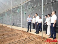谢卫江在湘阴县调研樟树港辣椒产业发展工作