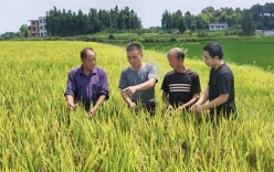 田间“把脉”正当时 适期收割保丰产——洞口县毓兰镇中稻收割一线见闻