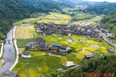 图片新闻 | 通道：稻田染金 丰收在望