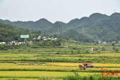 苗乡大地 稻谷归仓