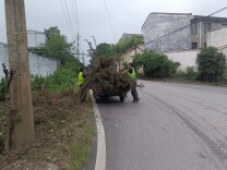 “城市管家”巡查促整改 板竹路杂草清除