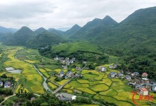 稻菽飘香迎丰年