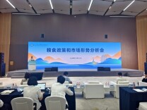 国际玉米涨价，中国为何一直“稳稳的”？