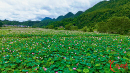 美文欣赏丨一池清荷入梦来
