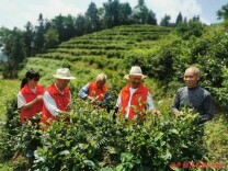 退休不退志 余热护青山——会同县林业局退休干部党支部助力绿色发展纪实