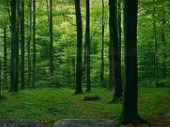 全省森林可持续经营管理培训班在金洞林场举办