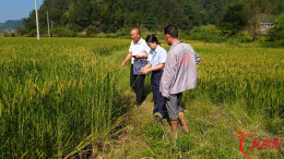 农险服务下沉田间，守护制种产业安稳