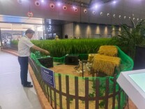 华容稻：谷子里的骄傲