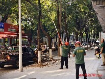修剪枯枝除隐患，怀化市园林绿化服务中心 守护市民出行安全