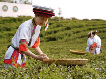 美文欣赏丨桑植白茶