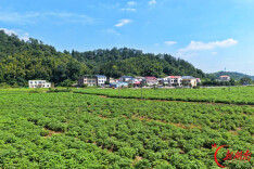 韶山：苎麻从基地种进农家庭院