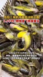 3.5小时！三荷机场首批活鲜直飞泰国曼谷