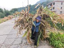 从“一把火”到“一袋肥”——永定区以秸秆综合利用守护碧水蓝天