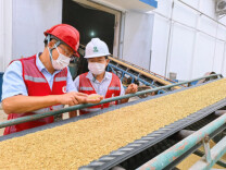 常德汉寿粮食收购压力大，各地开启“跨区支援”