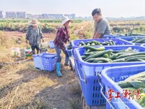 湘商回归·雁归衡阳丨肖胜辉：弃商返乡做起“新农人”
