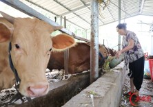 生态养牛 助农增收