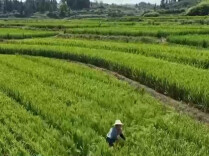 赓续长征精神 奋进复兴征程丨绿肥种植→绿色矿山 红色热土逐绿前行