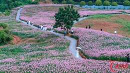 醉蝶花开秋色美