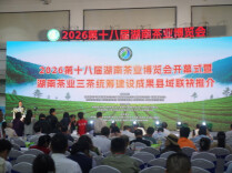 第十八届湖南茶博会开幕 周末一站式品尝全国好茶