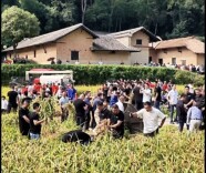 喜看稻菽千重浪，毛爷爷家门口的稻田丰收啦！