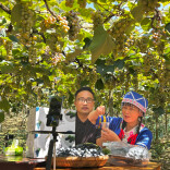 图说怀化 | 葡萄架下带货忙