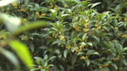 零陵：桂花开了香满城