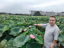 试验田里荷花俏，湘潭市农科所与湖南科技大学联合开展湘莲腐败病生防菌剂开发与应用课题研究