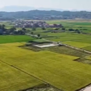 溆浦：杂交稻玮两优2268亩均测产1028.2千克