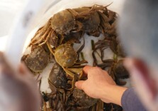 关于大闸蟹的食用提示