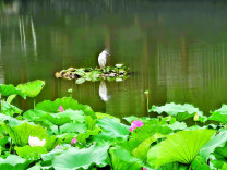 湘潭菊花塘公园300盆移栽荷花迎来盛花期