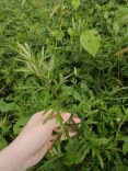 攸县：循着艾草的足迹，看见驻点连片的振兴力量