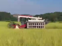 怀化：金秋农田翻稻浪 良机良种保丰收
