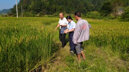 农险服务下沉田间 守护制种产业安稳