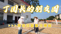 湘味里的食材⑦ | 丁团长探访望城白姑娘辣椒基地 田间地头寻味湘菜本味