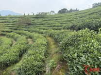 山水“湘”赠｜再续“万里茶道”之旅 安化黑茶加速布局全球