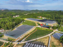 握指成拳织密丝瓜链 连片帮扶结出致富果——芦淞区白关镇稍岗铺片区驻点连片帮扶产业联合发展