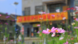 以花为媒，以旅兴业！临武龙归坪村格桑花开迎客来