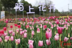 “产城融合、富民惠民”强集聚  “三区引领、三区支撑”启新程⑥：离城市最近的田园，枕千年文脉的江岸——石鼓的农文旅融合之路