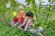 一颗无花果的“电力续航”