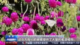 秋季赏蝶正当时！跟着观测小组一起“追”蝴蝶
