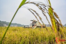 五色稻开镰收割