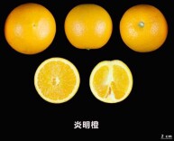 夏季也能吃到湖南本地脐橙！晚熟品种“炎明橙”通过国家登记