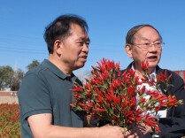 辣椒机采实现重大突破！“农机院士”赠花“辣椒院士”