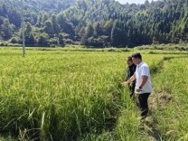 中华财险会同县支公司田间实地查勘 保障制种农户权益