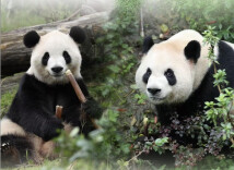 中国大熊猫抵美 动物园：期待大熊猫与游客正式见面