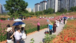 花海扮靓鹤城 花间经济激活城市休闲新活力