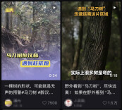 不是普通的歪树！野外看到这种树一定要跑？