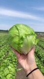 指向球生菜　美国最大规模环孢子虫病感染调查结束